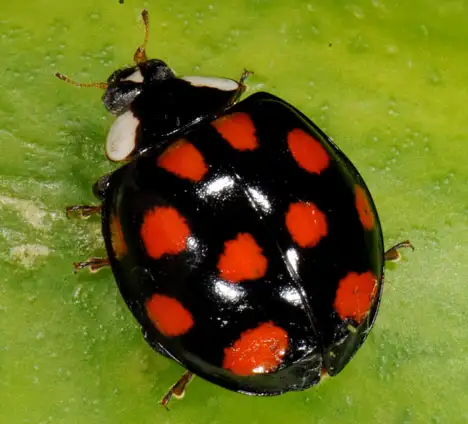 Käfer (Coleoptera)