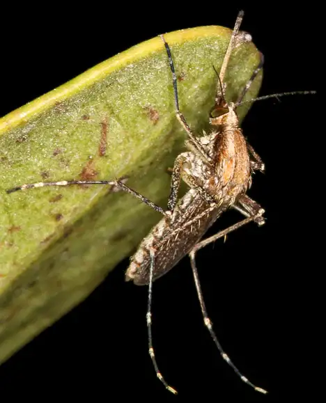 Mücke - Nematocera