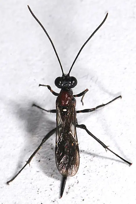 Ichneumonidae (Latreille 1802)
