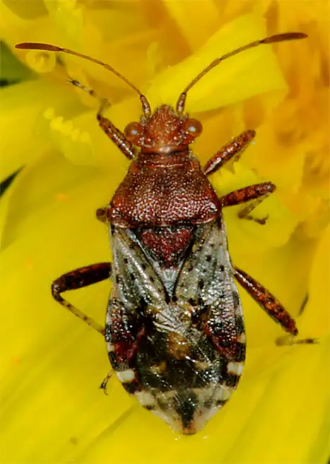 Rhopalidae (Amyot & Serville 1843) Rhopalidae (Amyot & Serville 1843)