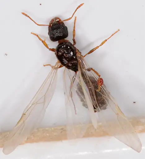 Ameisenkönigin von Parasiten befallen