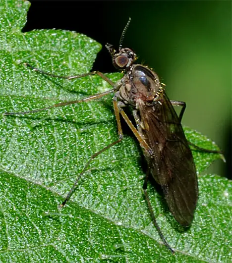 Anisopodidae (Knab 1912)