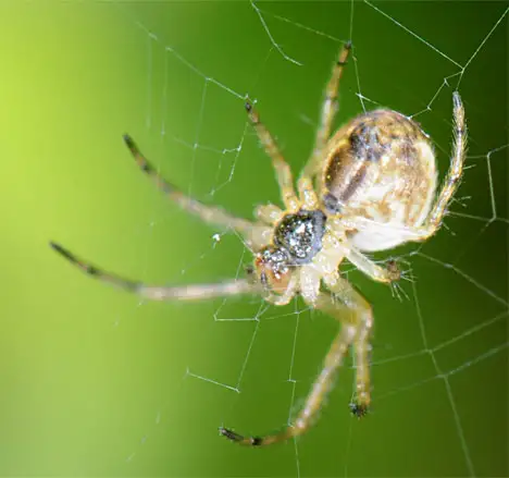 Arachnid