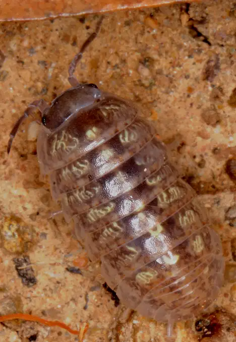 Armadillidiidae