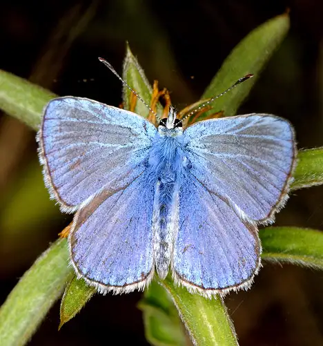 Lycaenidae (Leach 1815) Lycaenidae (Leach 1815)