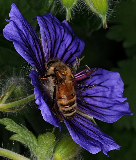 Blaue Blüte mit Biene