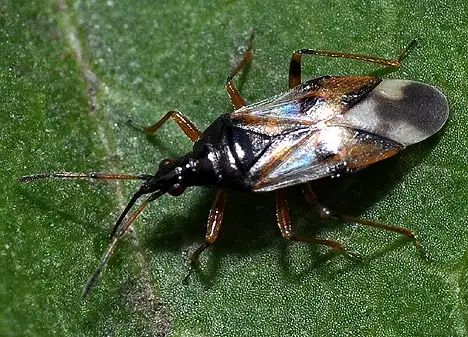 Anthocoridae (Fieber 1837)