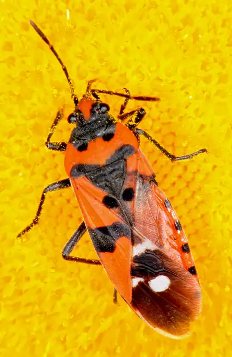 Lygaeidae (Schilling 1829) Lygaeidae (Schilling 1829)