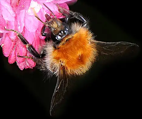 Bombus pascuorum Ackerhummel auf Blüte - Frontansicht