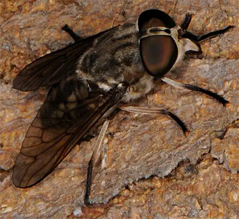 Tabanidae (Latreille 1802) Tabanidae (Latreille 1802)