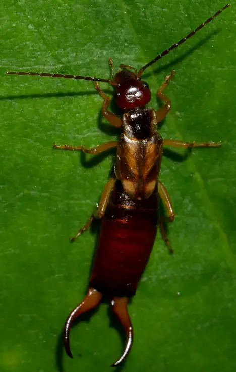 Dermaptera