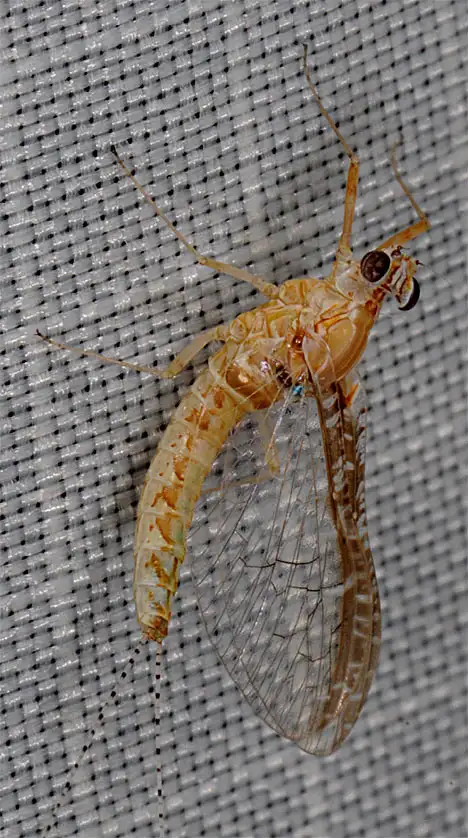 Eintagsfliege - Ephemeroptera - Seitenansicht