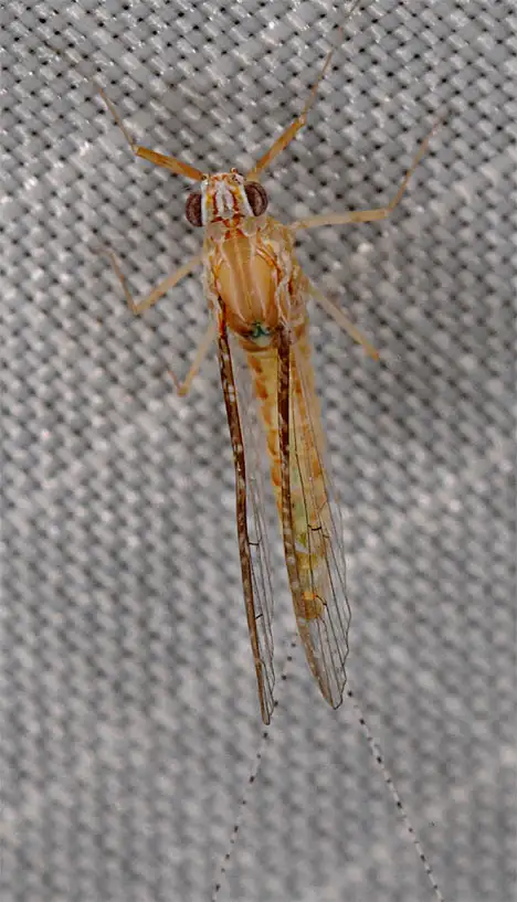 Eintagsfliege - Ephemeroptera