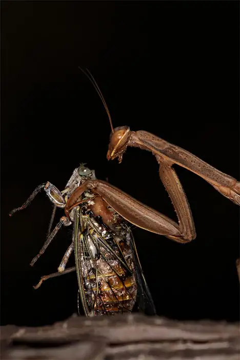 Mantodea (Burmeister 1838) Mantodea (Burmeister 1838)