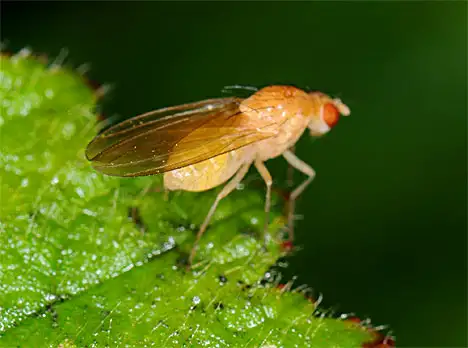 Diptera - Faulfliege Sapromyza Gelb