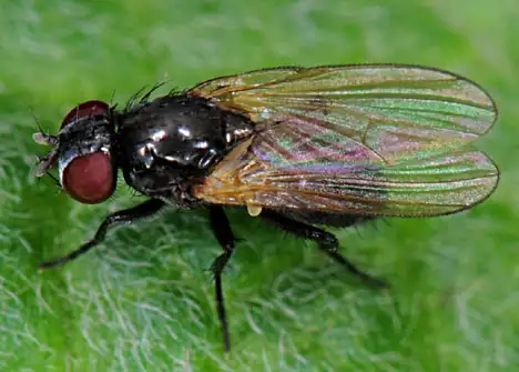 Fliege - Brachycera