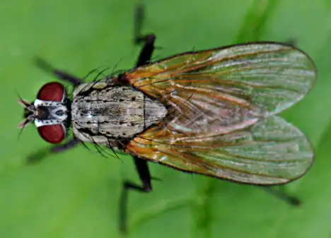 Fliege von oben