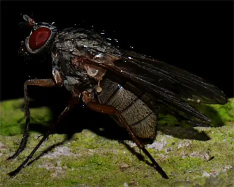 Fliegen