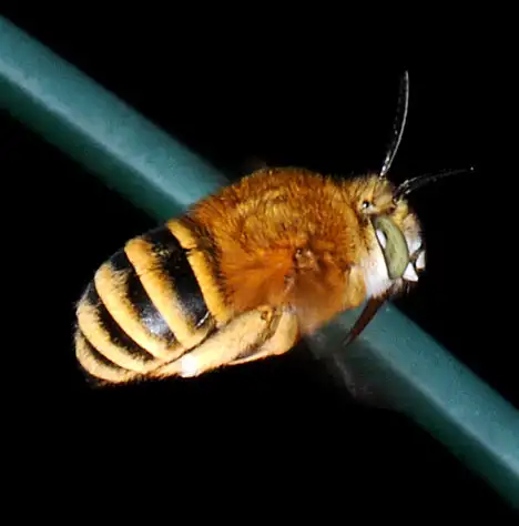 Fliegende Pelzbiene