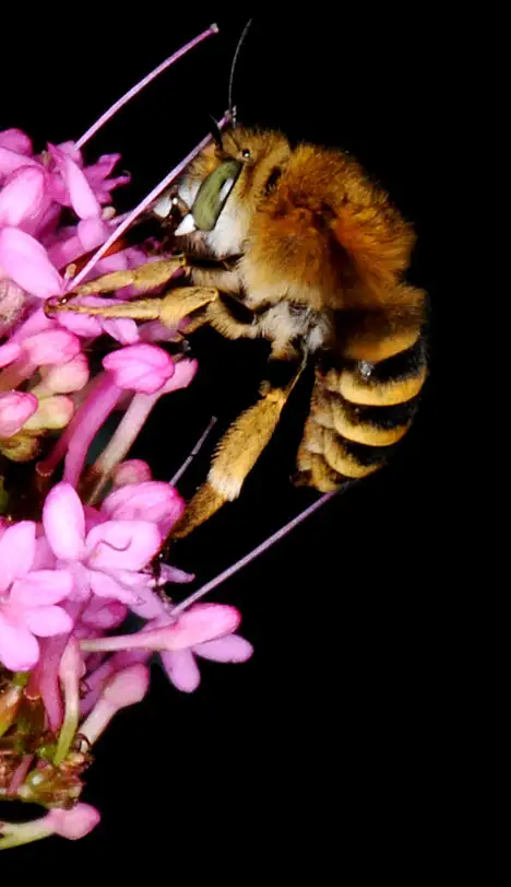 Fluginsekt - Pelzbiene auf Blüte