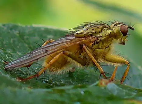 Scathophagidae (Robineau-Desvoidy 1830)