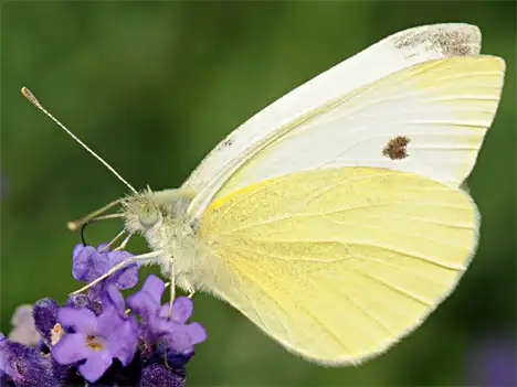 Großer Kohlweißling - Pieris brassicae
