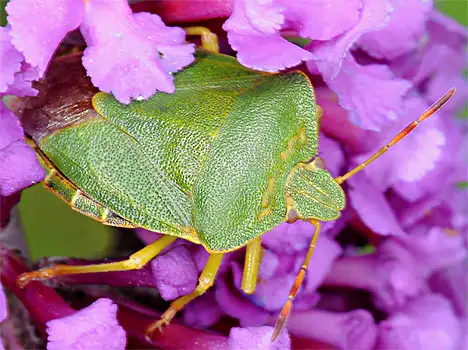 Heteroptera (Latreille 1810)