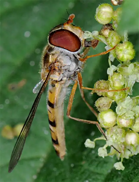 Syrphidae (Latreille 1802) Syrphidae (Latreille 1802)