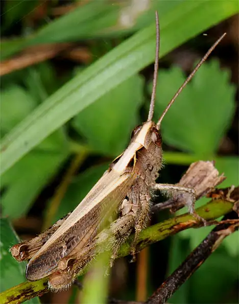 Heuschrecke