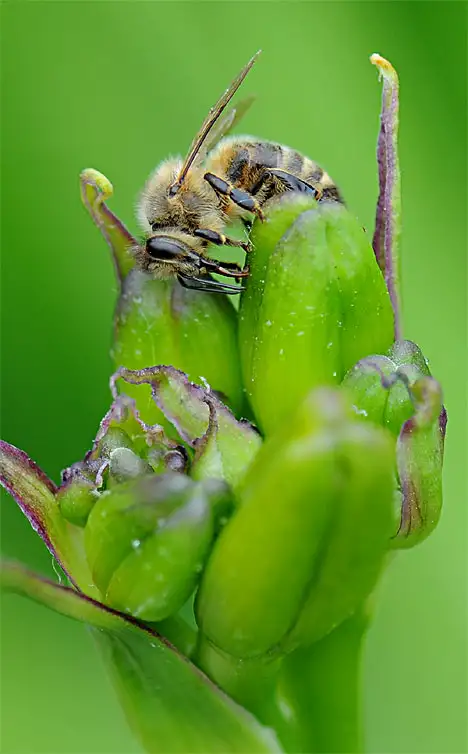 Honigbiene auf Blüte