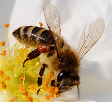 Honigbiene mit pollen an den Hinterbeinen