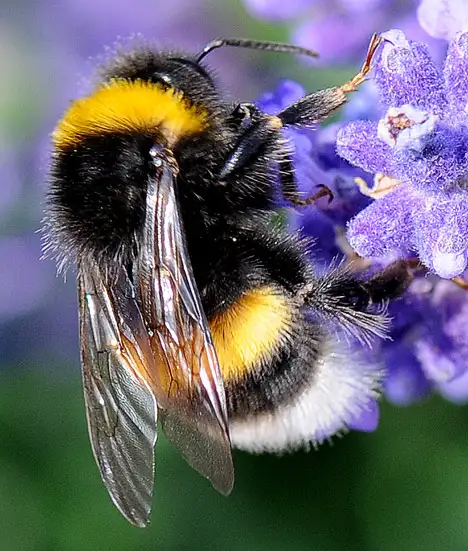 Hummel (Bombus)