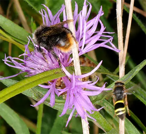 Hummel Bombus sylvarum auf Blüte, Schwebfliege im Anflug