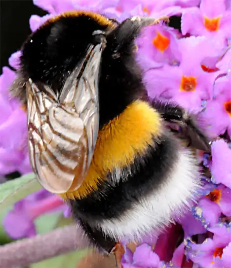 Hummel kämpft mit einer Blüte