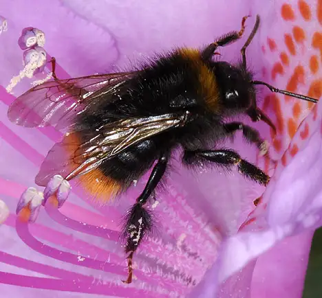 Hummel - Steinhummel