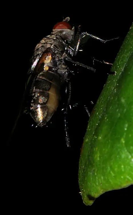 Insekt - Fliege auf Blatt