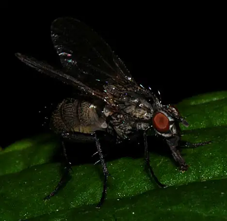 Insekt - Fliege