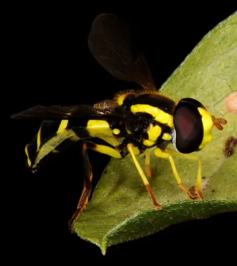 Insekt - Gelbschwarze Schwebfliege