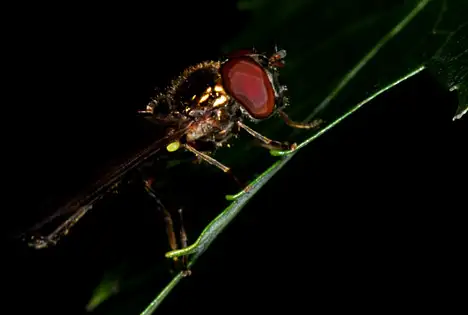 Insekt - Schwebfliege Insekt - Schwebfliege