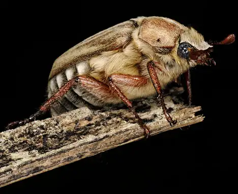 Insekten Bilder
