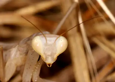 Junge Mantis religiosa - Kopf
