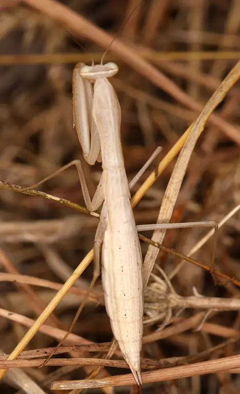 Junge Mantis religiosa