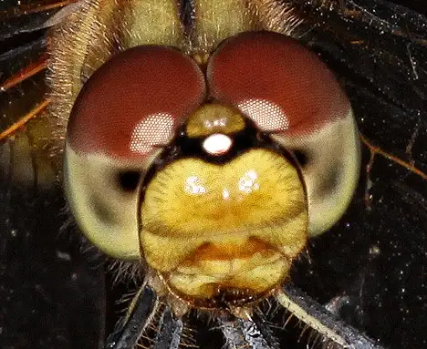 Kopf einer Libelle