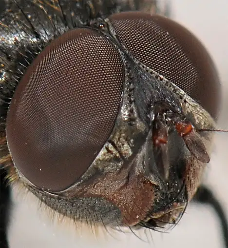 Diptera - Kopf mit Facettenaugen einer Fliege