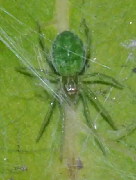Dictynidae (O. P-Cambridge 1871)