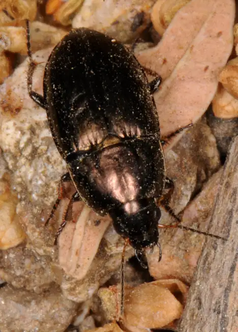 Carabidae (Latreille 1802)