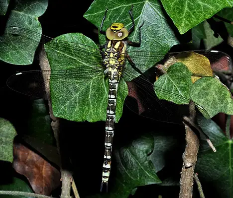 Libelle - Blaugrüne Mosaikjungfer