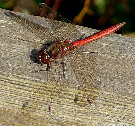 Odonata (Fabricius 1793) Odonata (Fabricius 1793)