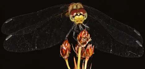 Libellen (Odonata)