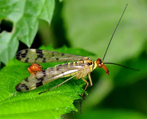 Insecta (Linnaeus 1758) Insecta (Linnaeus 1758)